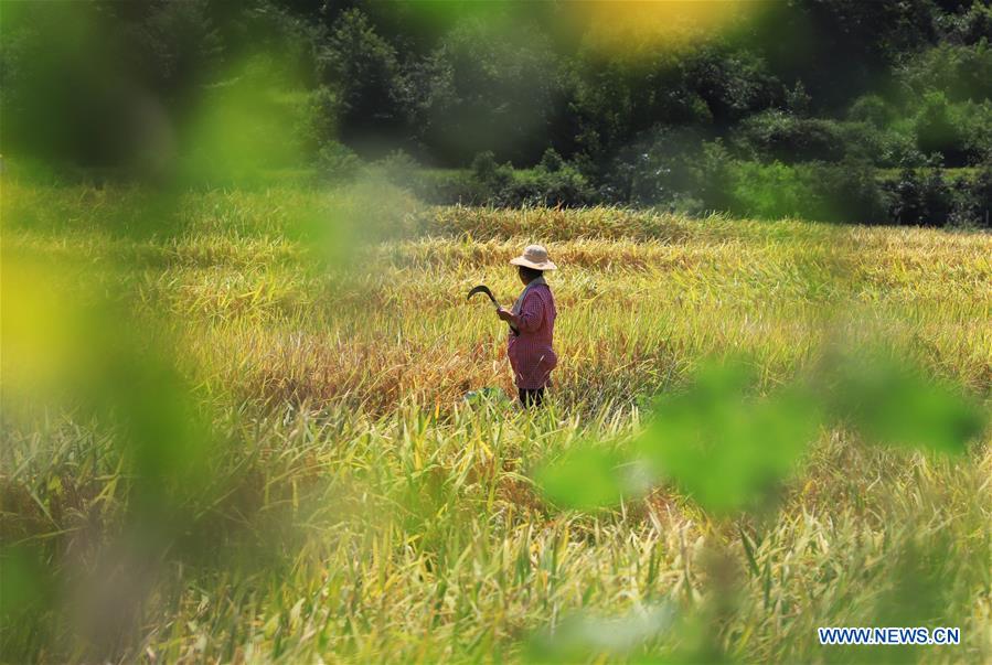 #CHINA-AUTUMN-PADDY FIELDS (CN)