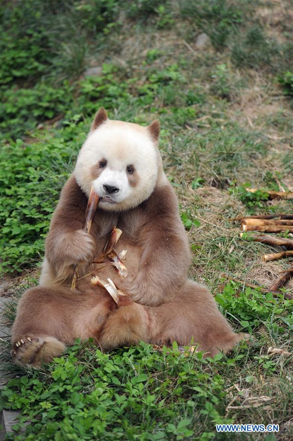 CHINA-SHAANXI-BROWN AND WHITE-QINLING PANDA (CN)