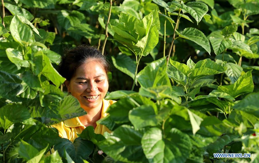 #CHINA-GUANGXI-SILKWORM (CN)