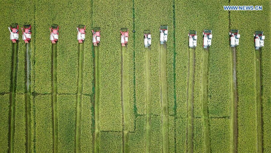 CHINA-JIANGSU-XUYI-RICE-HARVEST (CN)