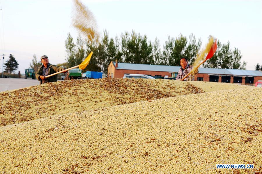 #CHINA-HEILONGJIANG-SOY BEAN-HARVEST (CN)