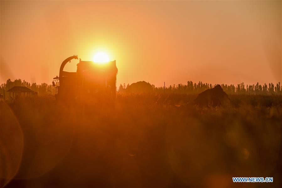 CHINA-XINJIANG-RICE-HARVEST (CN)