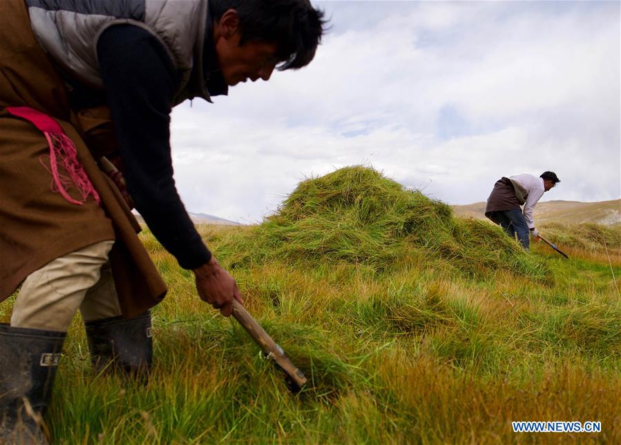 CHINA-TIBET-LHASA-MOWING (CN)