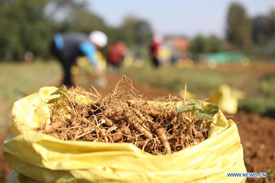 #CHINA-SHANDONG-WENDENG-AMERICAN GINSENG (CN)