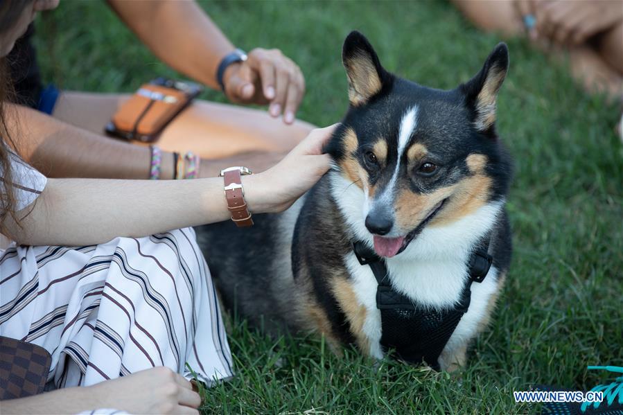 U.S.-WASHINGTON D.C.-CORGIS 