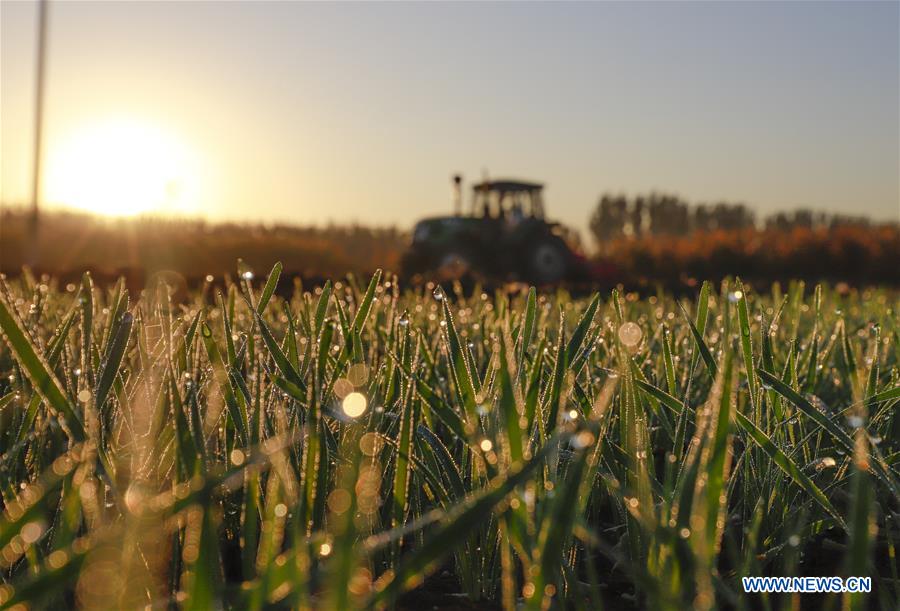 #CHINA-AUTUMN-FARMWORK (CN)