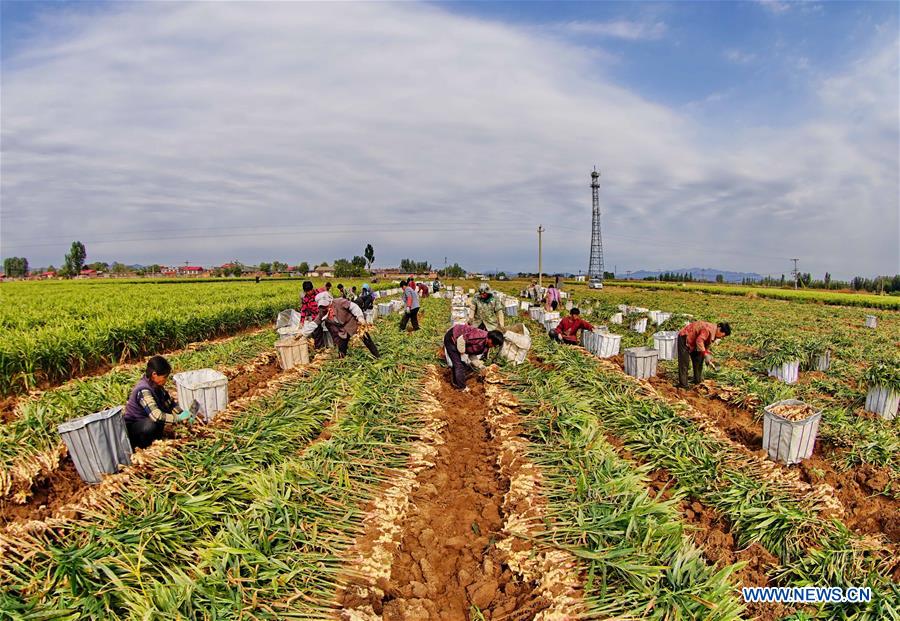 CHINA-HEBEI-AGRICULTURE-GINGER (CN)