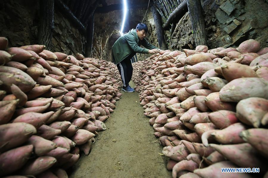 #CHINA-HEBEI-SWEET POTATO-PROCESSING (CN)