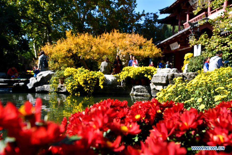 CHINA-SHANDONG-JINAN-CHRYSANTHEMUM(CN)