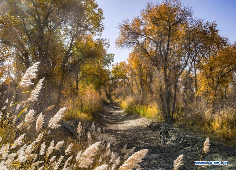 CHINA-XINJIANG-TARIM RIVER-DESERT POPLAR (CN)