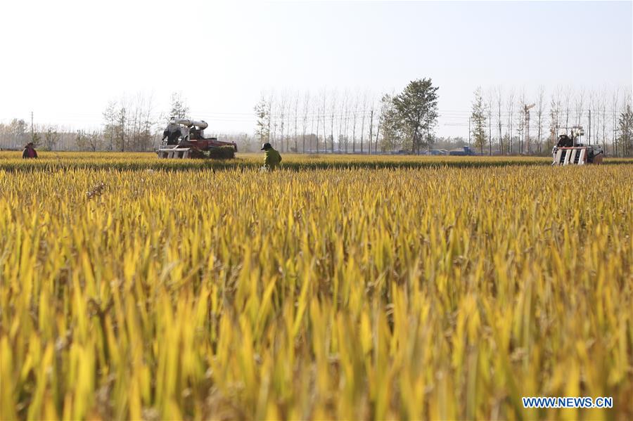 #CHINA-JIANGSU-HARVEST SEASON (CN)