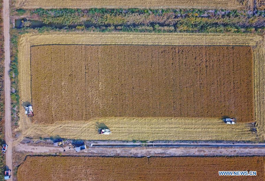 #CHINA-JIANGSU-HARVEST SEASON (CN)