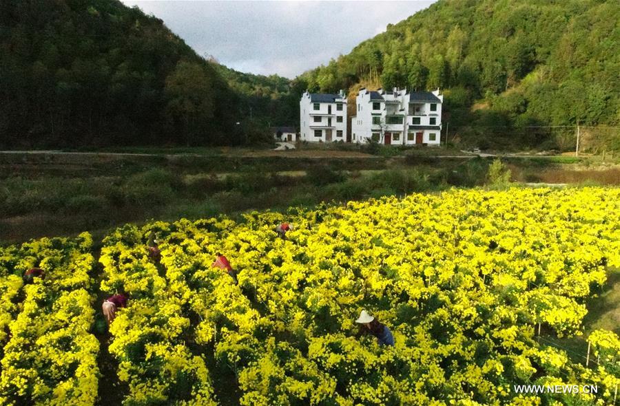 CHINA-JIANGXI-WUYUAN-CHRYSANTHEMUM-PRODUCTION (CN)