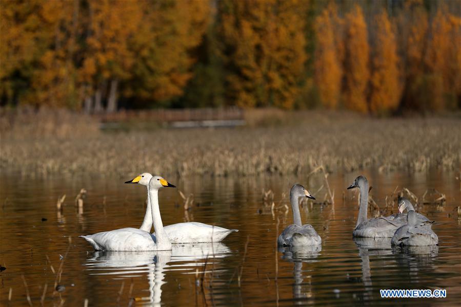 #CHINA-SHANXI-YUNCHENG-PINGLU-SWANS (CN)