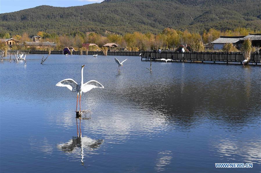 CHINA-YUNNAN-WETLAND PARK-SCENERY (CN)