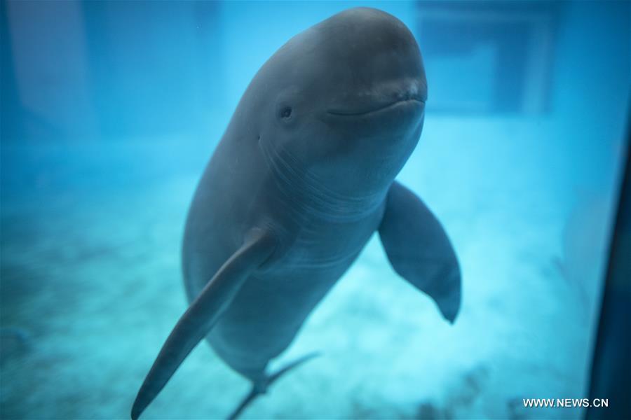 CHINA-HUBEI-FINLESS PORPOISE