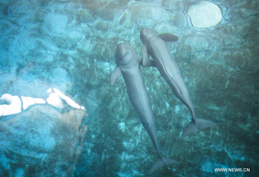 CHINA-HUBEI-FINLESS PORPOISE