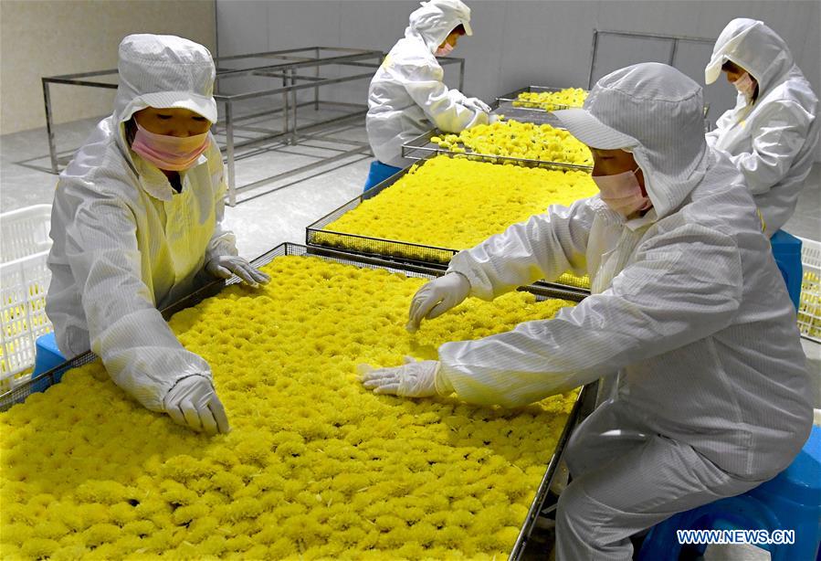 CHINA-HENAN-CHRYSANTHEMUM INDUSTRY (CN) 