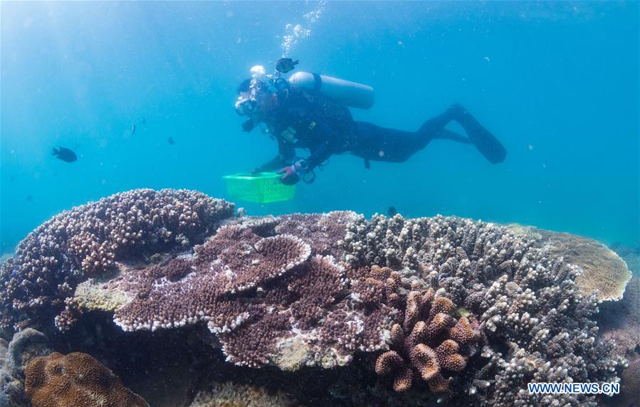 CHINA-HAINAN-DIVING INSTRUCTOR-CORAL REEF RESTORATION (CN)