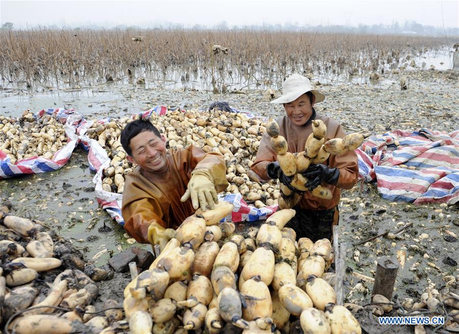 CHINA-ANHUI-LOTUS ROOT-HARVEST (CN)