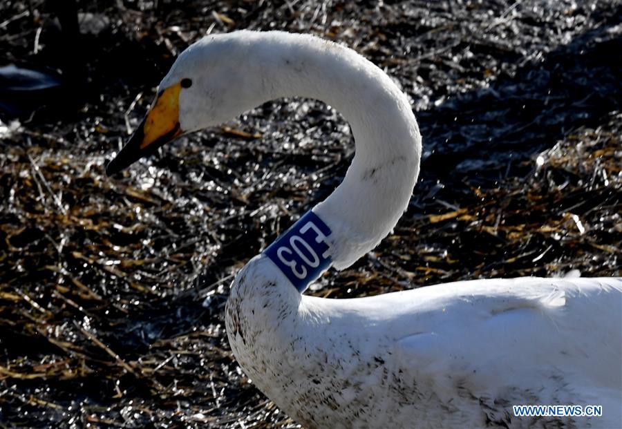 CHINA-HENAN-SANMENXIA-WHITE SWANS (CN)