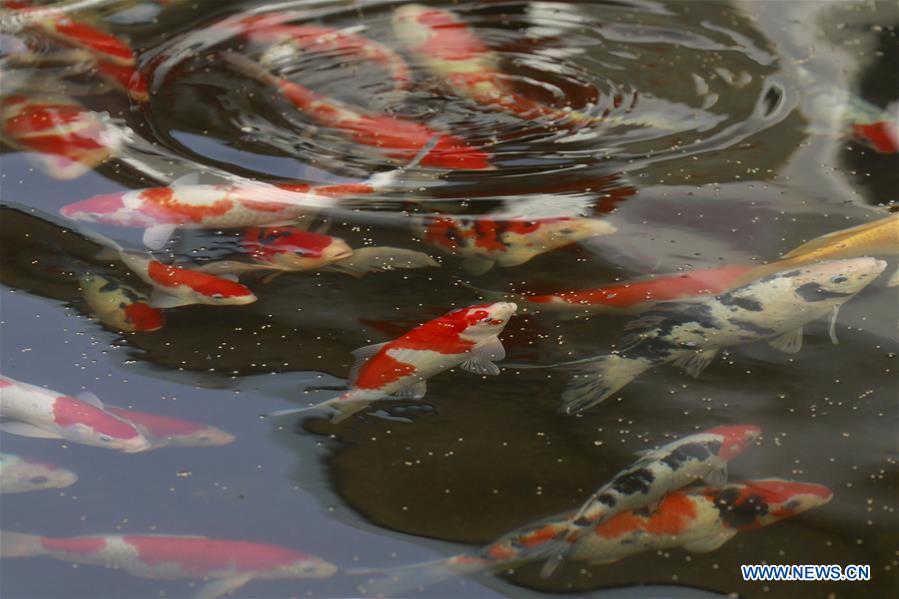 #CHINA-JIANGSU-XUYI-FISH-CULTIVATION (CN)