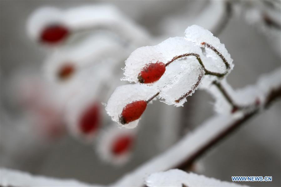 #CHINA-HUNAN-XIANGXI-SNOW-PLANTS (CN)