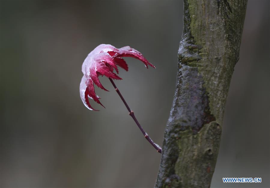 #CHINA-HUNAN-ZHANGJIAJIE-FROZEN PLANT (CN) 