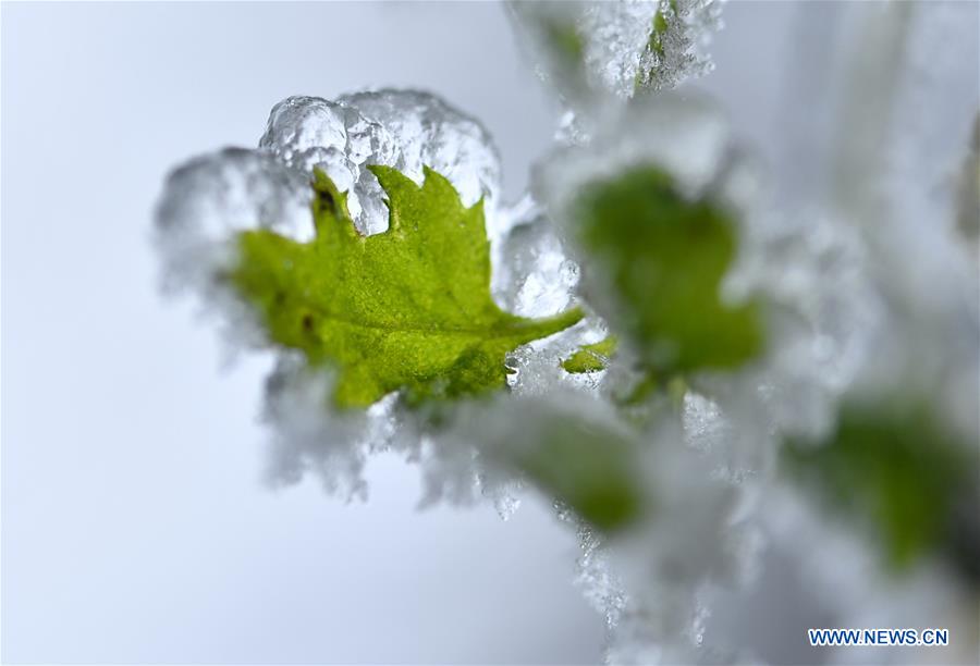 #CHINA-HUBEI-ENSHI-FROZEN PLANTS(CN)