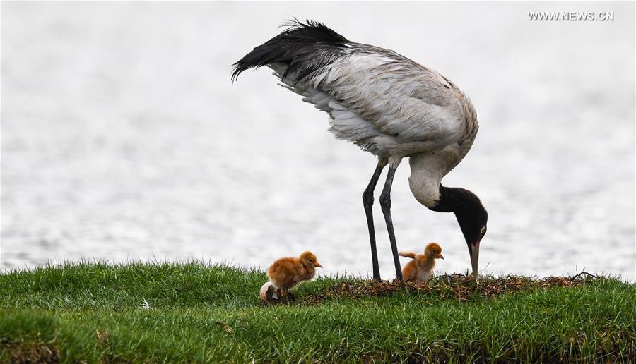 (InTibet)CHINA-ENDANGERED SPECIES-BLACK-NECKED CRANE (CN)