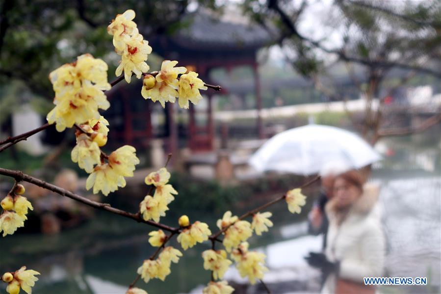 #CHINA-WINTERSWEET BLOSSOMS (CN)