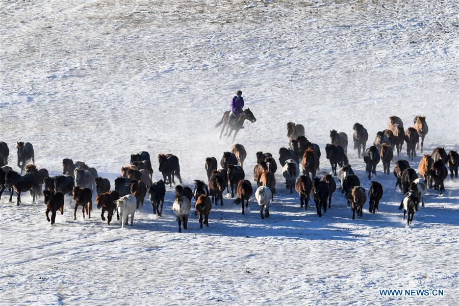 CHINA-INNER MONGOLIA-HORSE TAMING (CN)