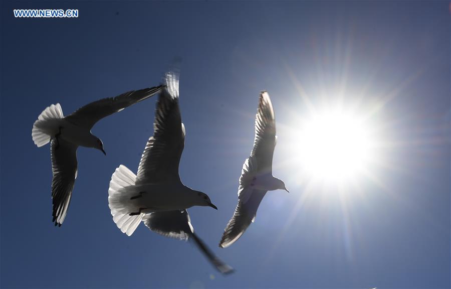 CHINA-KUNMING-RED-BILLED GULLS (CN)