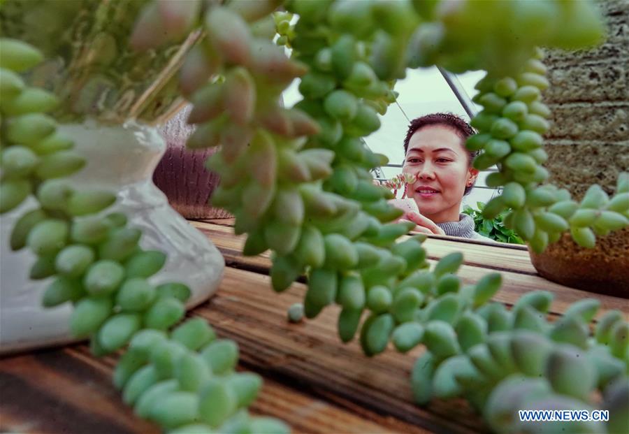 CHINA-HEBEI-SUCCULENT PLANTS-ECONOMY (CN)