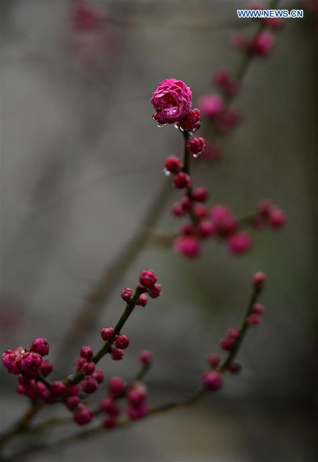 #CHINA-HUBEI-PLUM FLOWERS (CN)