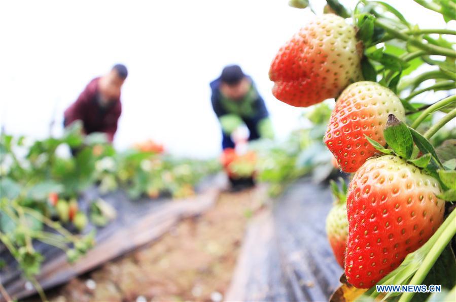 #CHINA-GREENHOUSE-FARMING (CN)