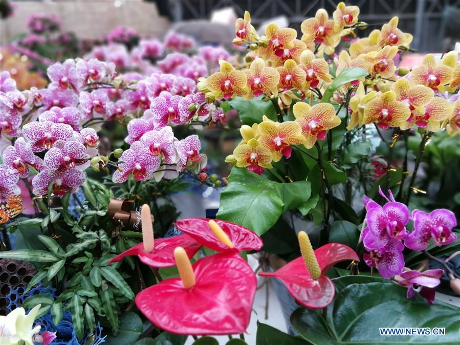 #CHINA-HEBEI-FLOWER MARKET (CN)