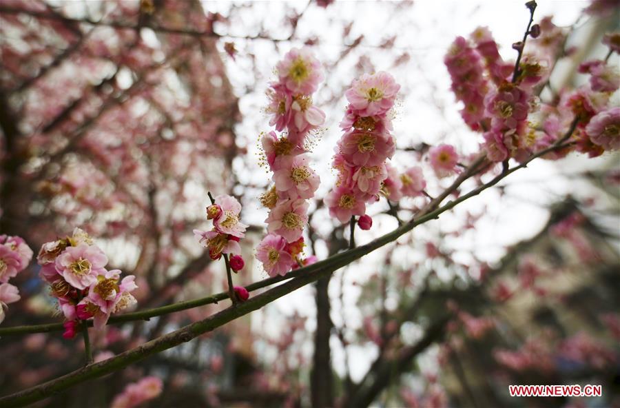 #CHINA-SPRING-FLOWER (CN)