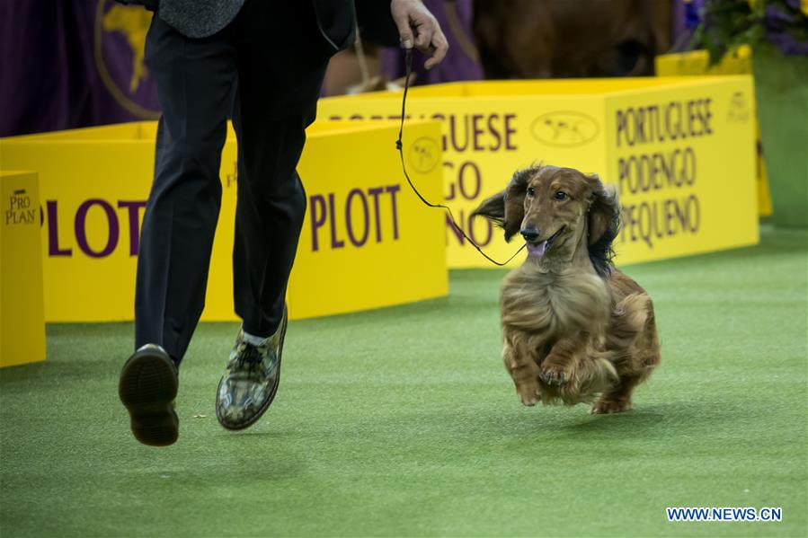 U.S-NEW YORK-DOG SHOW