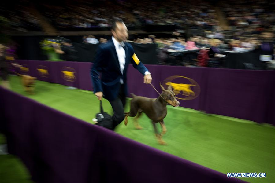 US-NEW YORK-DOG SHOW