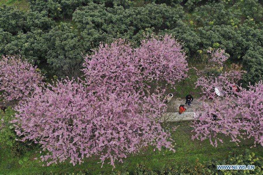 #CHINA-CHONGQING-CHERRY BLOSSOM (CN)