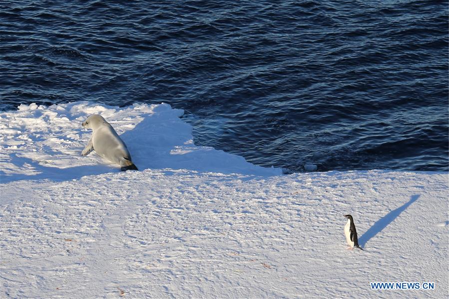 ANTARCTICA-CHINA-XUELONG-ANIMAL (CN)