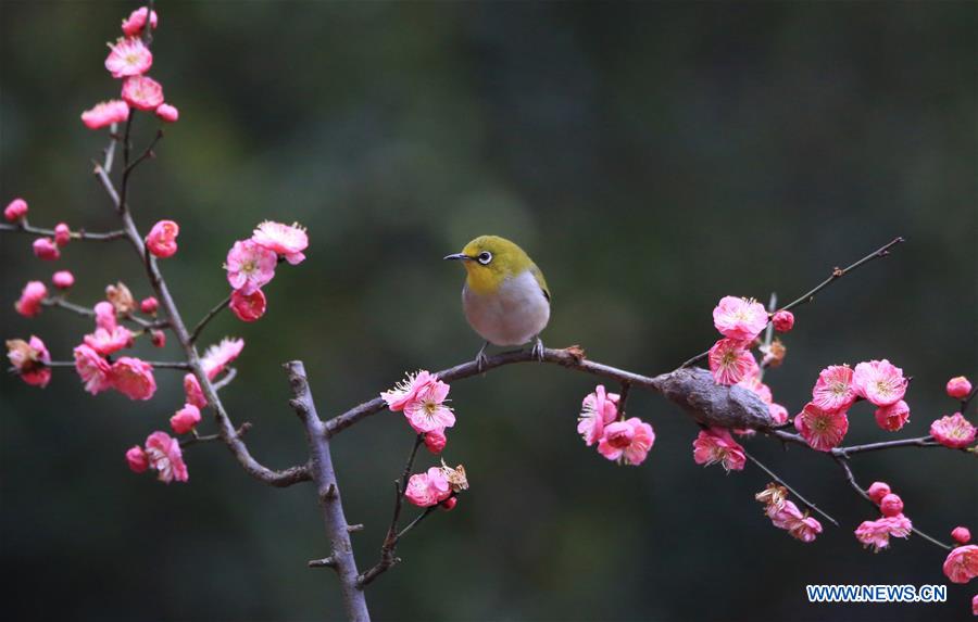 #CHINA-HUNAN-HENGYANG-BIRD-PLUM BLOSSOM (CN)