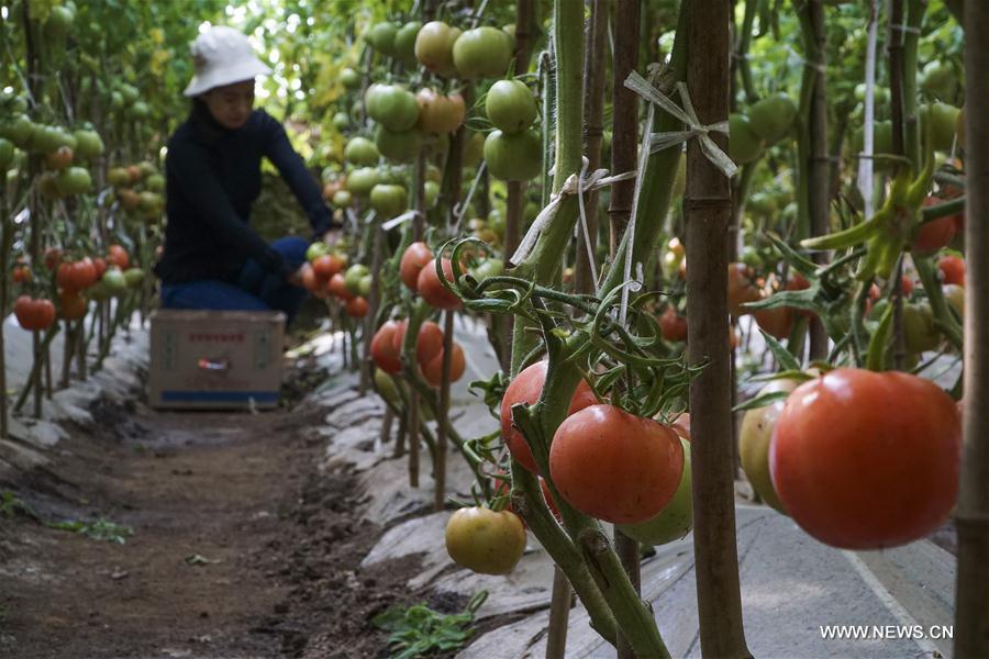 #CHINA-EARLY SPRING-FARM WORK (CN)