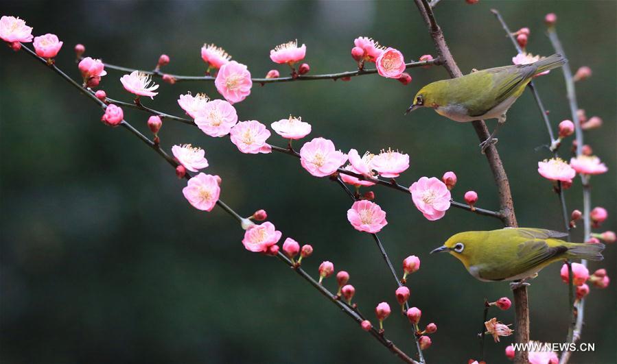 #CHINA-SPRING-SCENERY-BIRDS AND FLOWERS (CN)