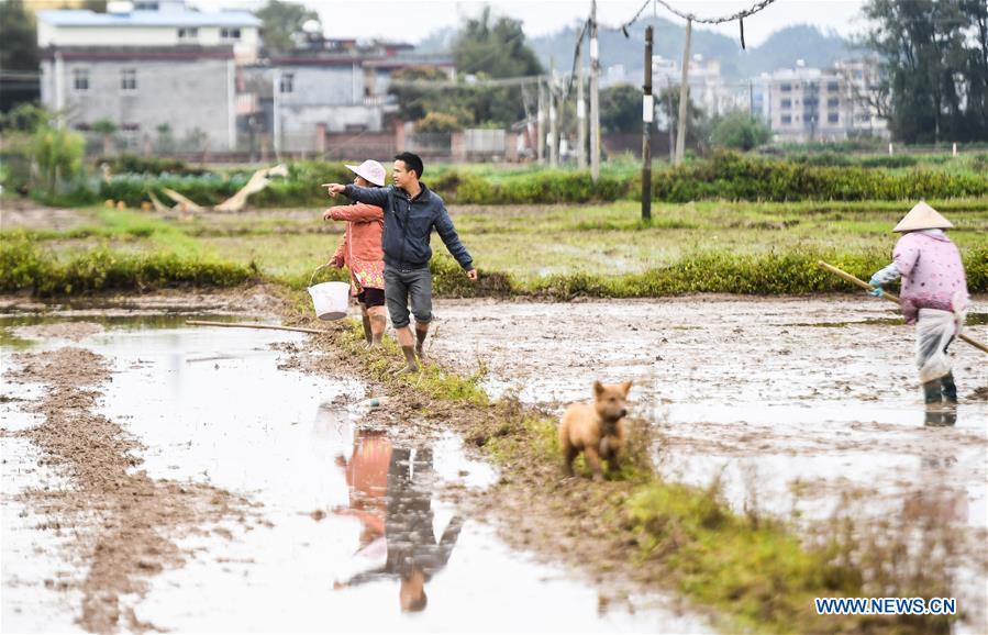 CHINA-GUANGXI-QINZHOU-SPRING SOWING (CN)