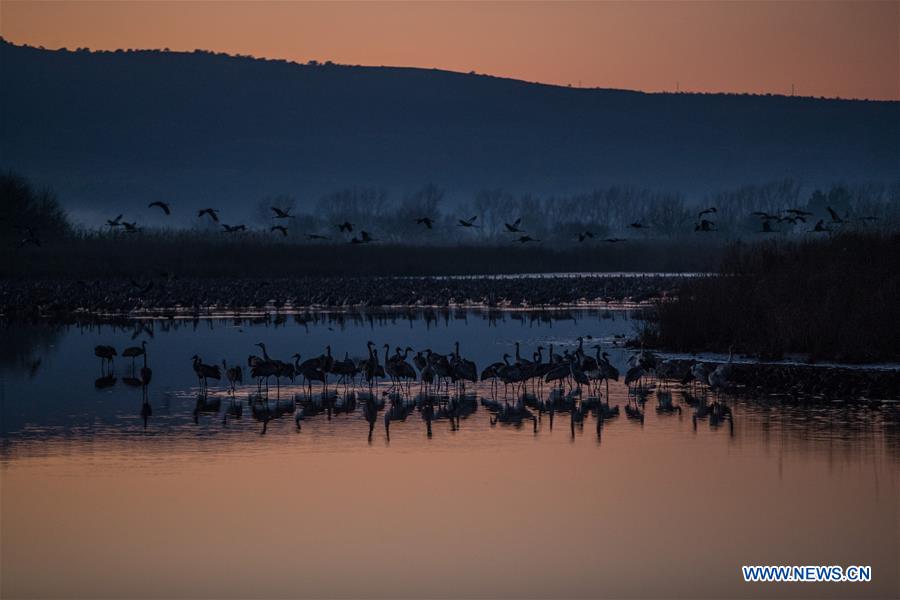 ISRAEL-HULA VALLEY-BIRD-MIGRATION