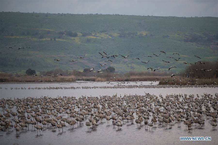 ISRAEL-HULA VALLEY-BIRD-MIGRATION