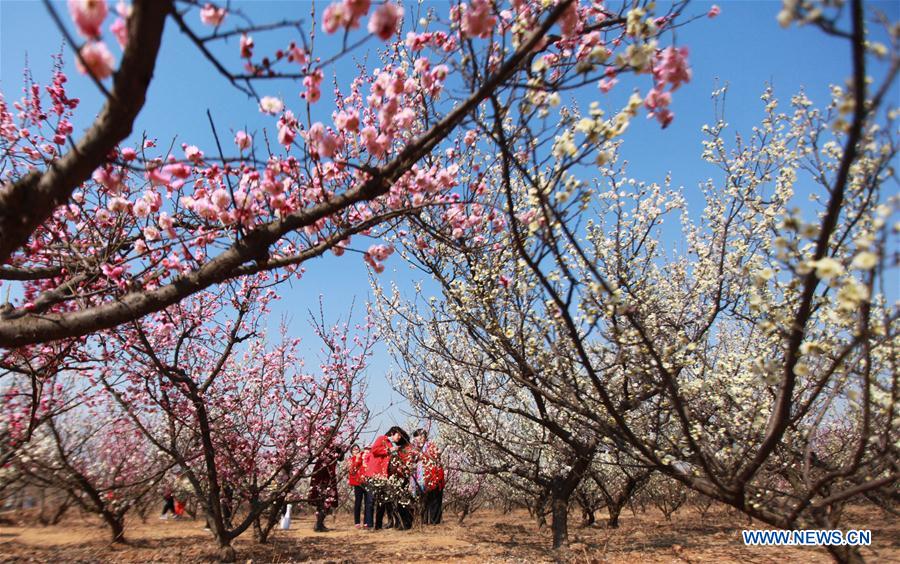 # CHINA-SPRING-SCENERY (CN)