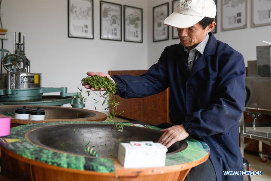 CHINA-HANGZHOU-TEA-PICKING (CN)